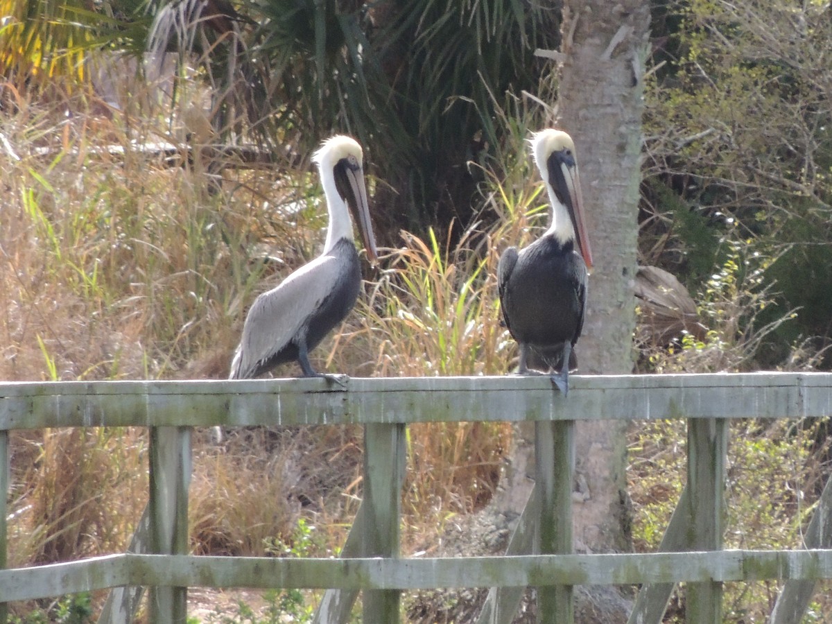 Brown Pelican - ML615671903