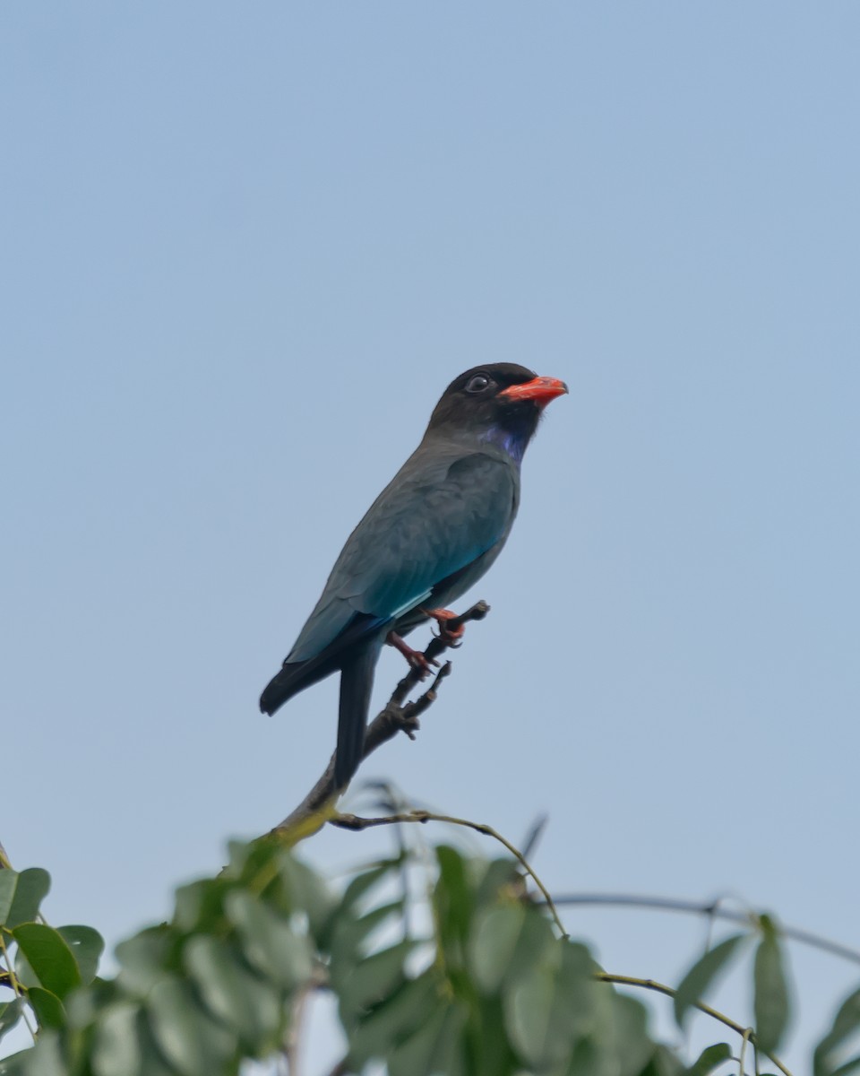 Dollarbird - ML615671917