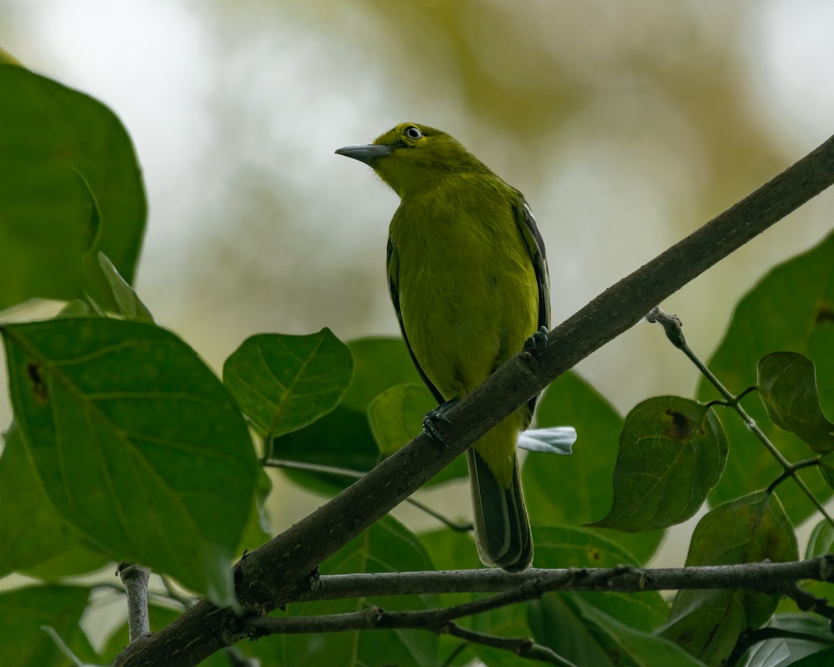 Common Iora - ML615671920