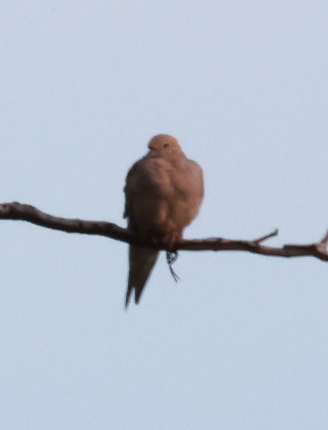 Mourning Dove - ML615671926