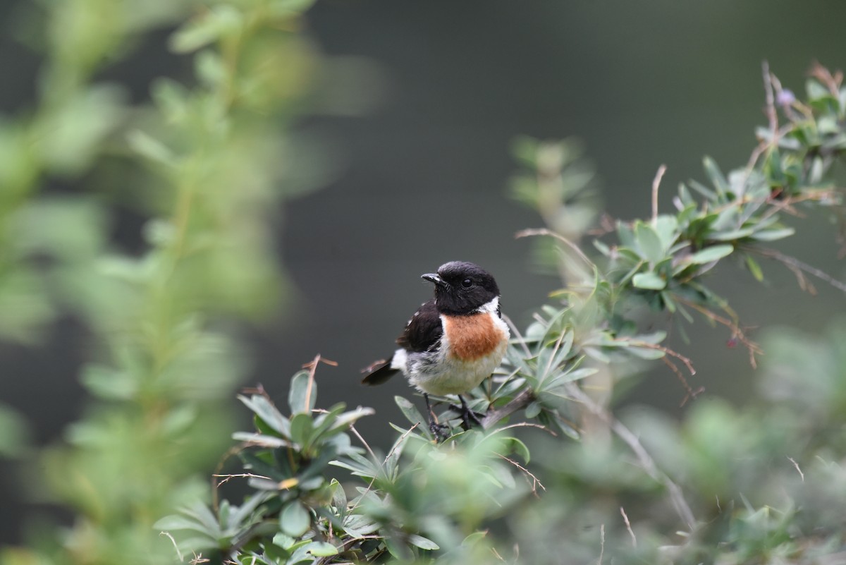 Siberian Stonechat - Gerardo Lloret