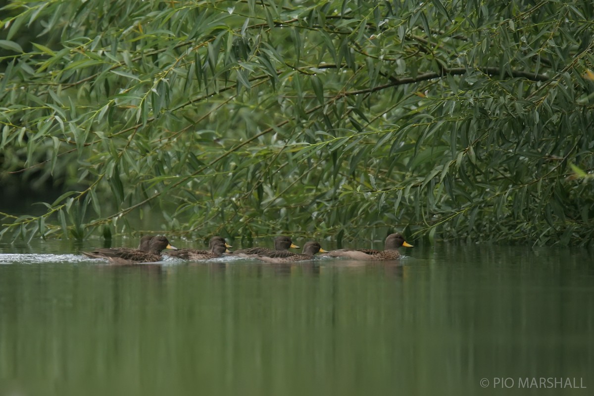 Yellow-billed Teal - ML615671928