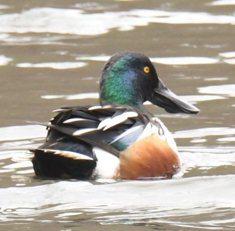 Northern Shoveler - ML615671991