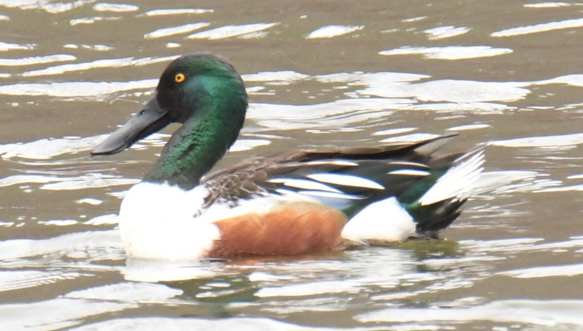 Northern Shoveler - ML615671992