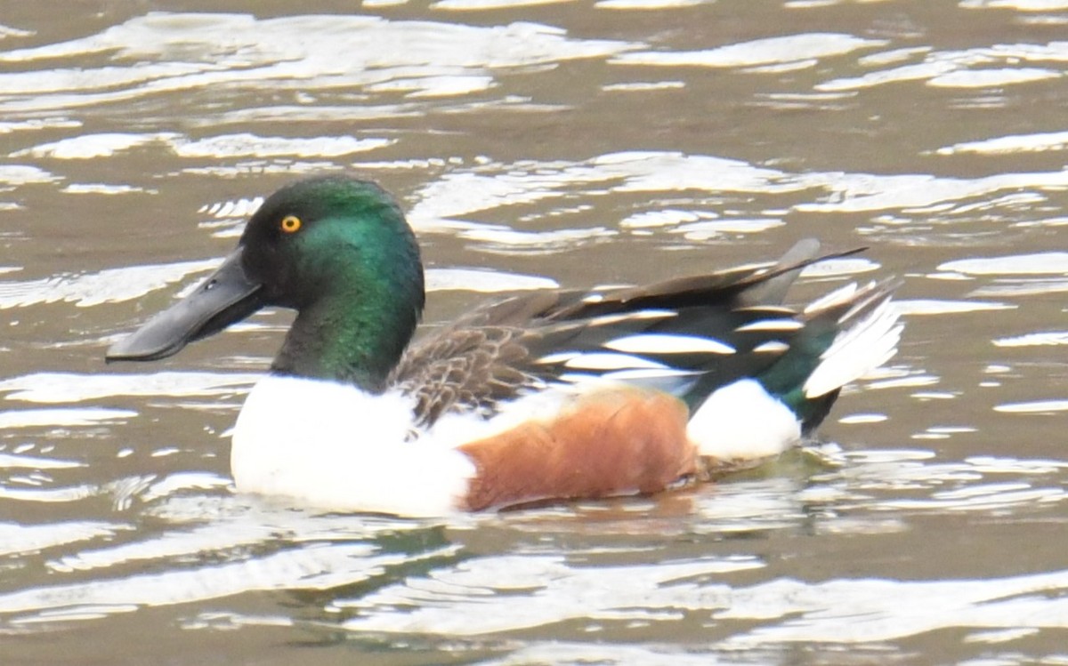 Northern Shoveler - ML615671993