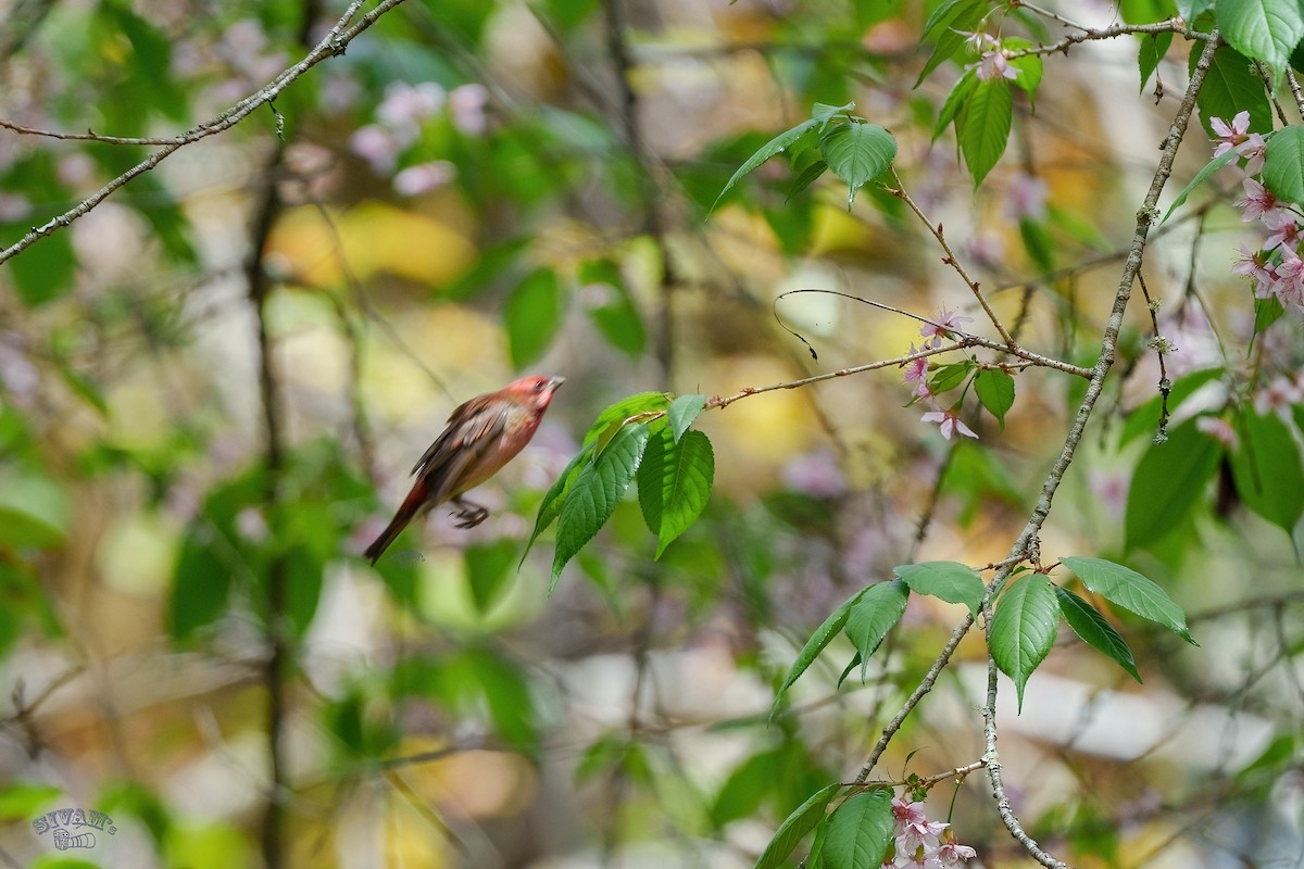 Common Rosefinch - ML615671998