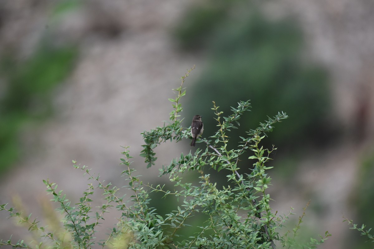 Siberian Stonechat - Gerardo Lloret