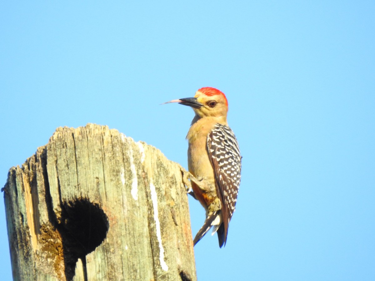 Pic à couronne rouge - ML615672049