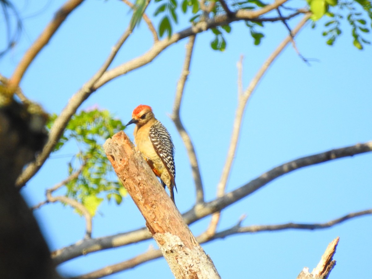 Red-crowned Woodpecker - Marc LeBlanc