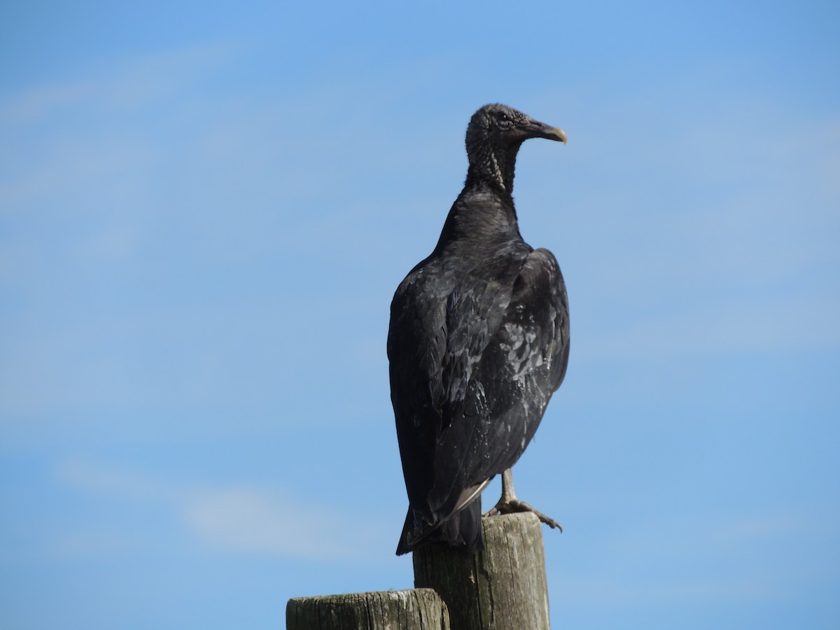 Black Vulture - ML615672058