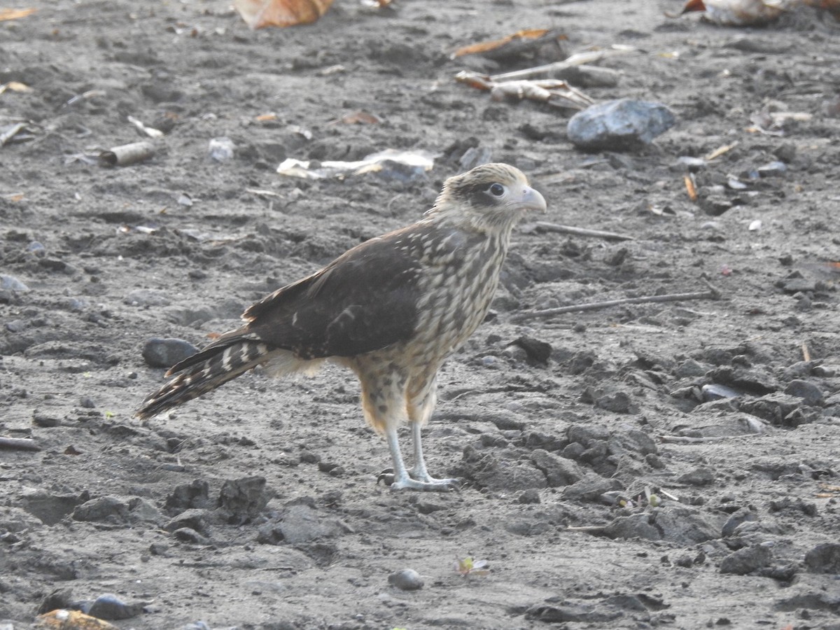 Yellow-headed Caracara - ML615672074