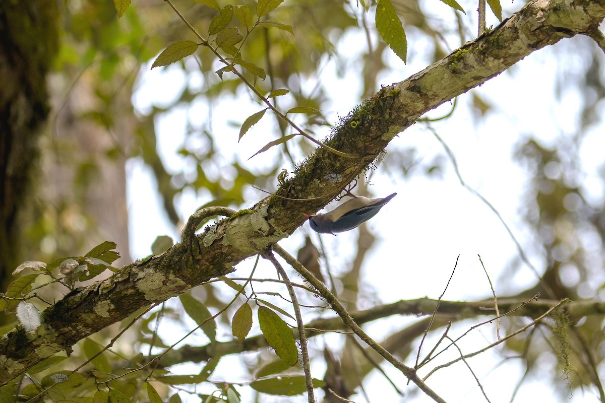 Velvet-fronted Nuthatch - ML615672083