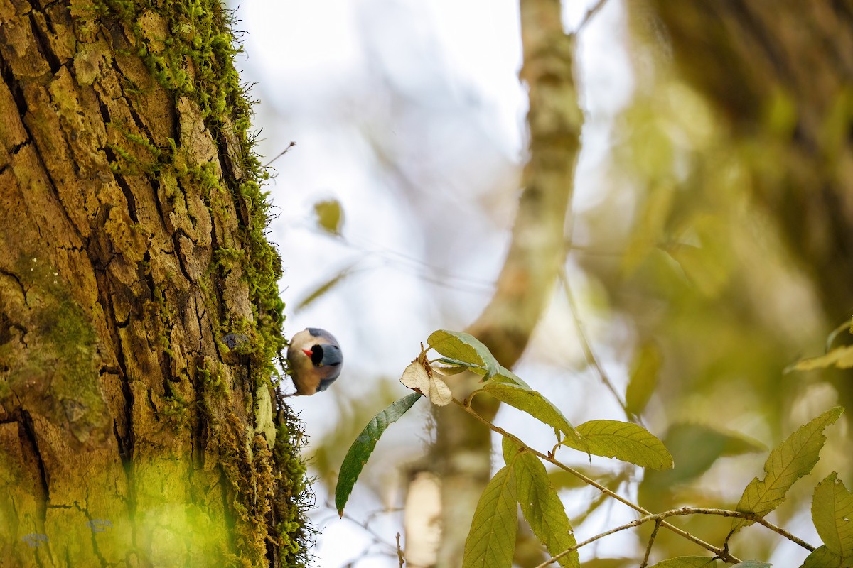 Velvet-fronted Nuthatch - ML615672089