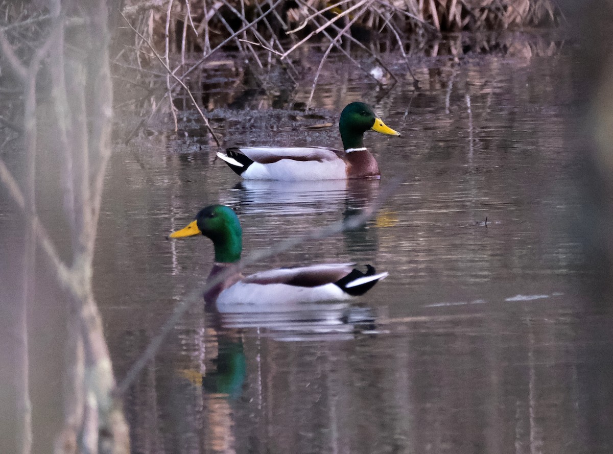 Mallard - ML615672099