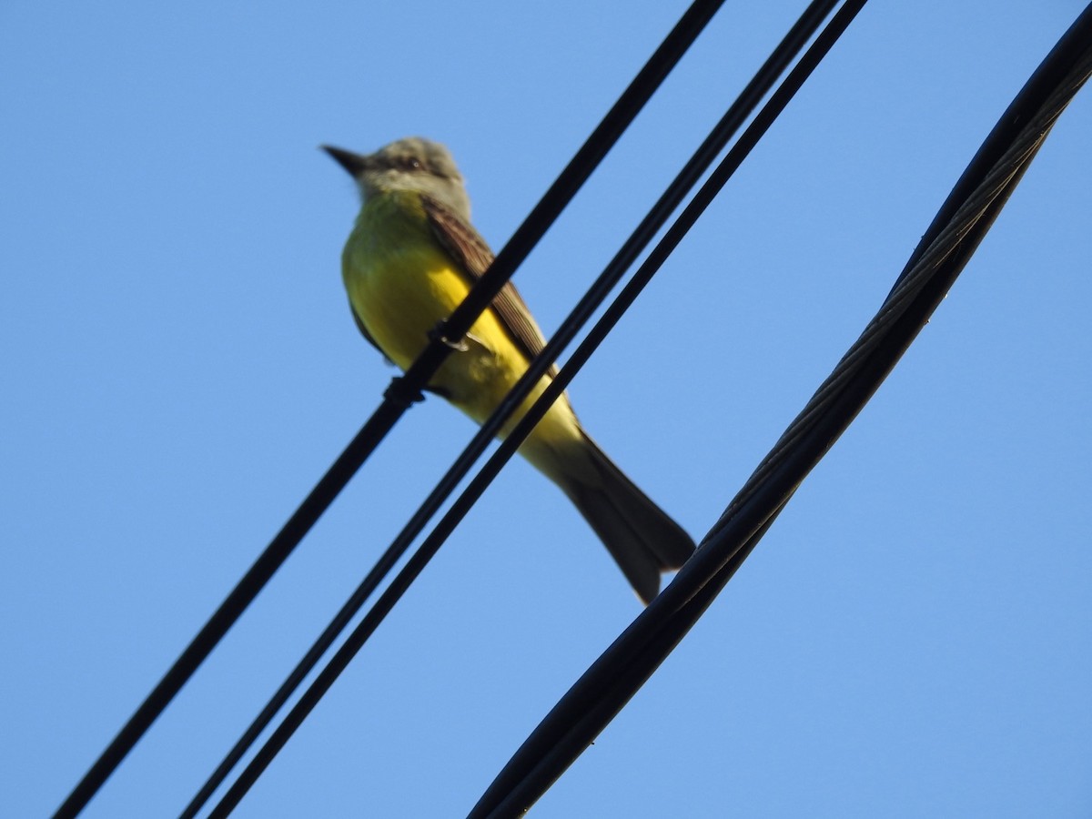 Tropical Kingbird - ML615672106