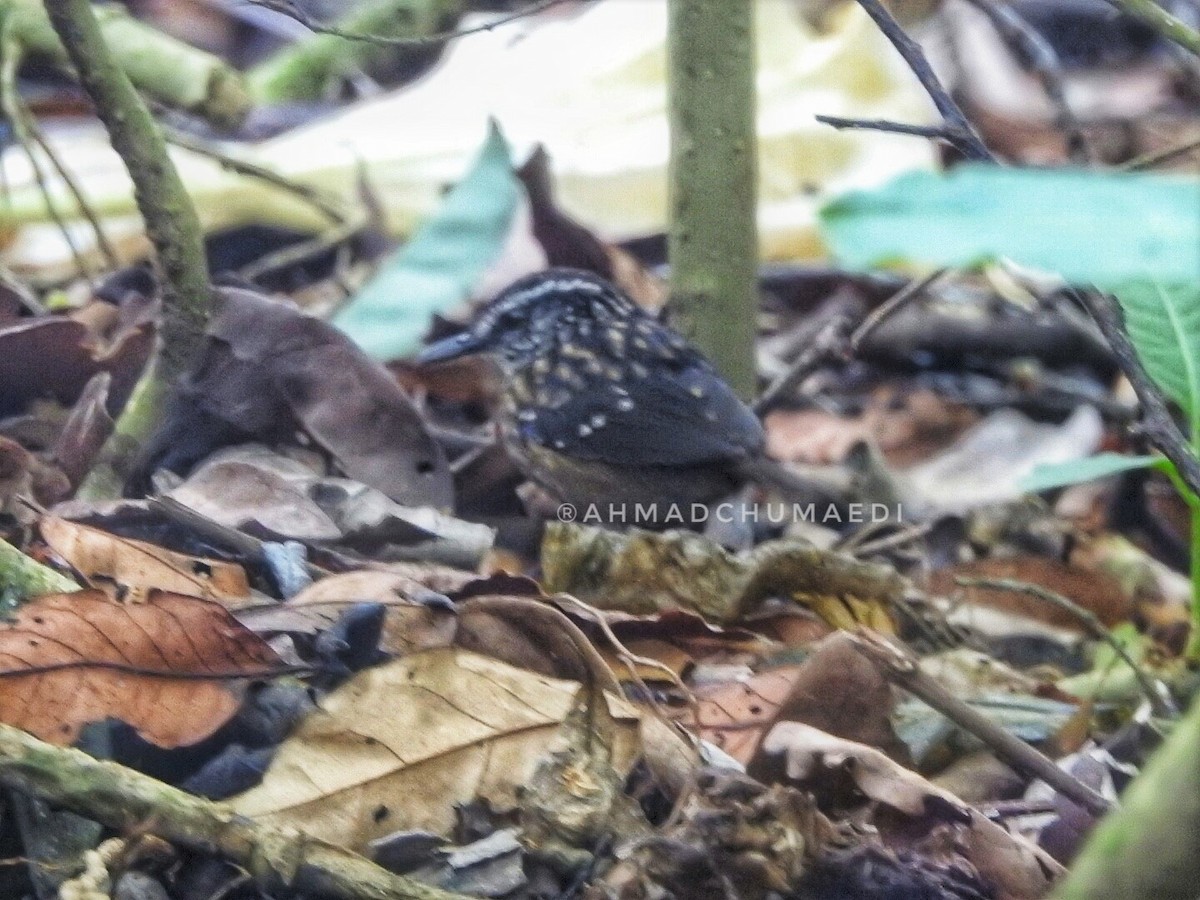 Eyebrowed Wren-Babbler - ML615672130