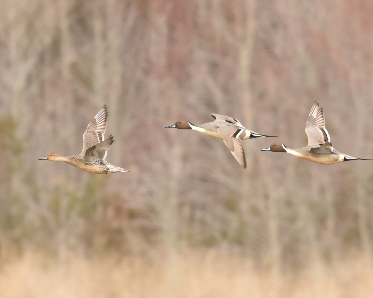 Northern Pintail - Lynn Kohler