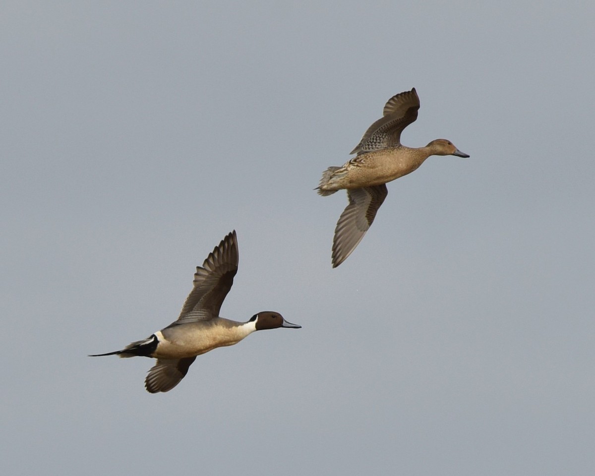 Northern Pintail - Lynn Kohler