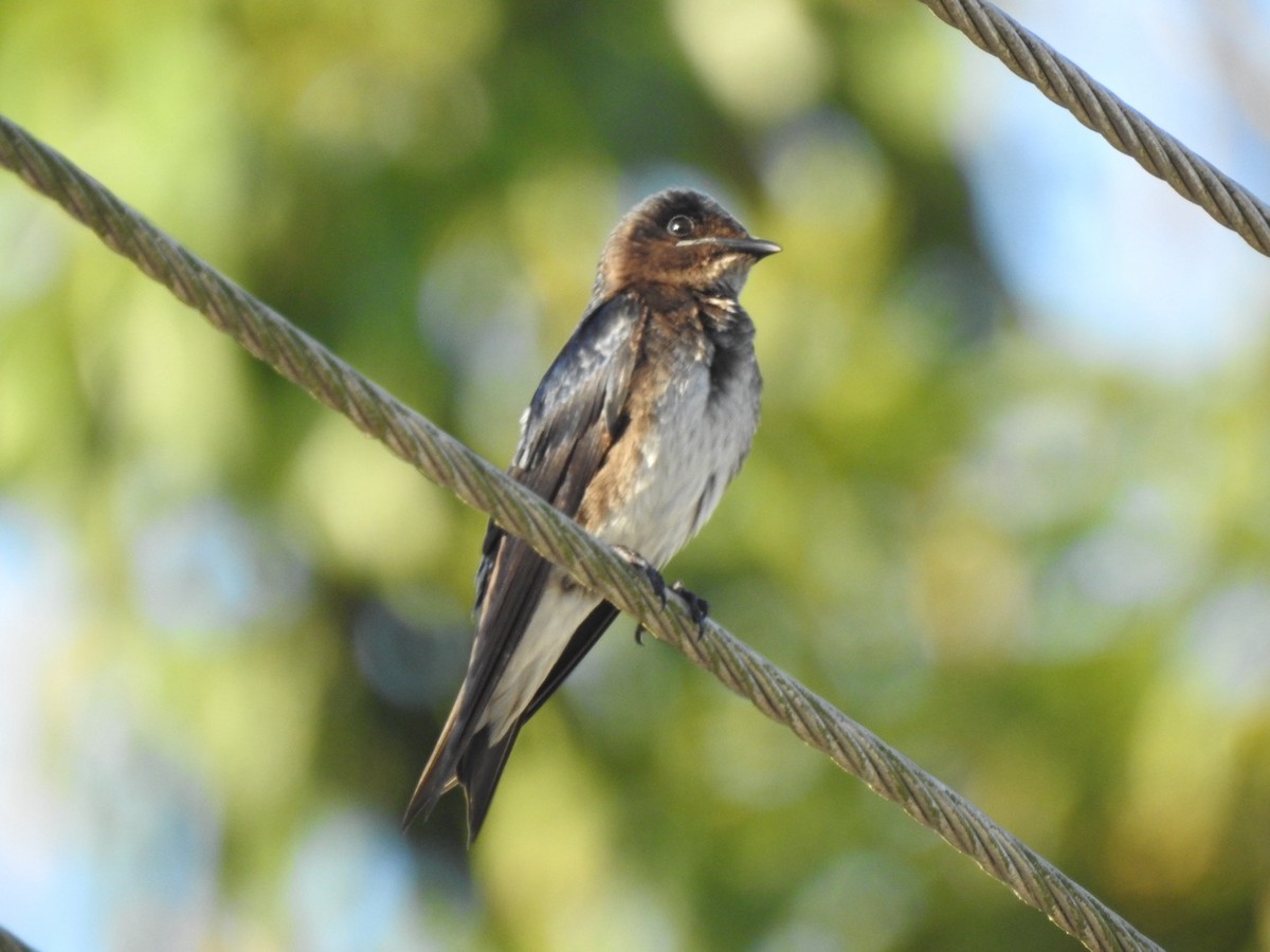 Golondrina Pechigrís - ML615672149