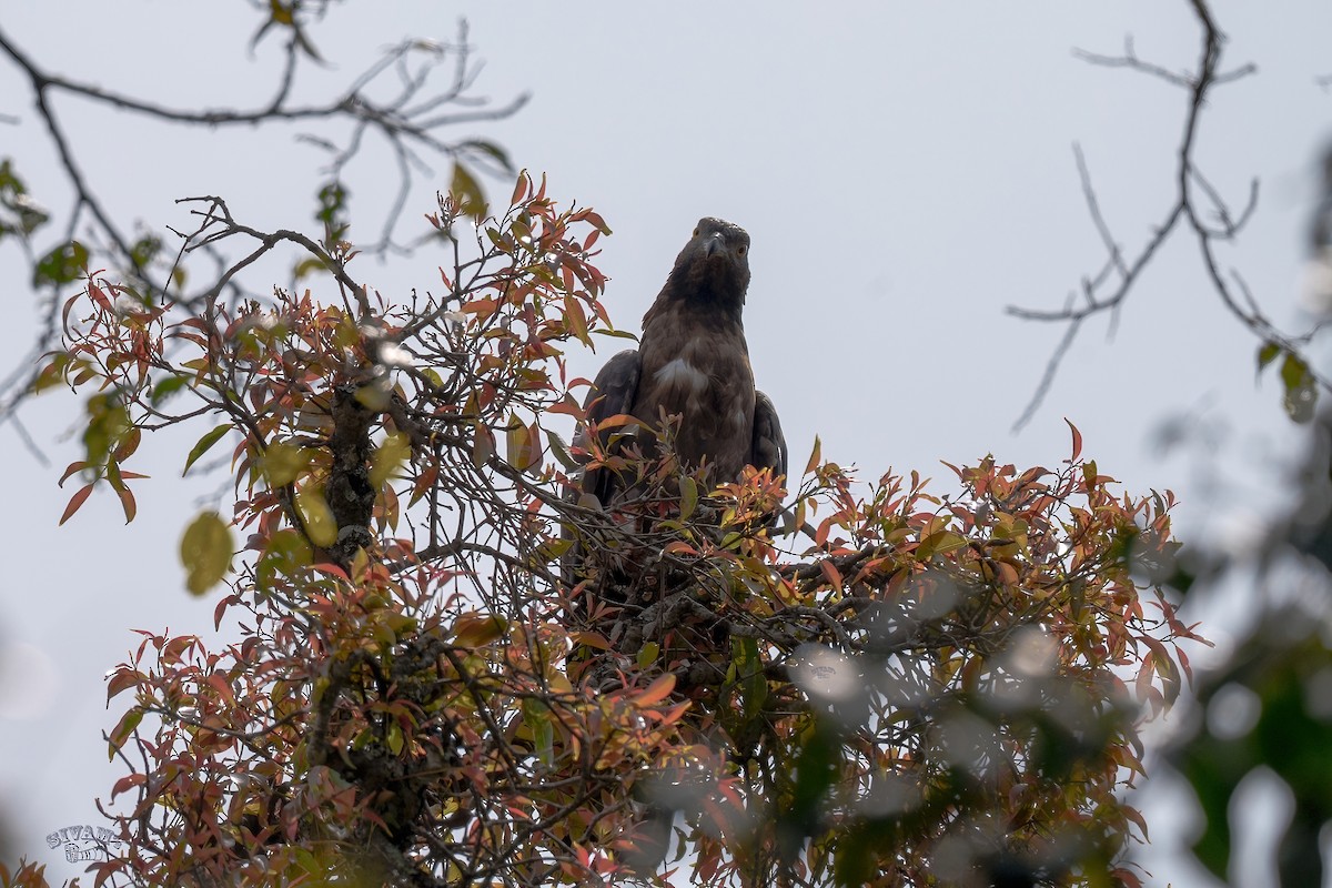 Oriental Honey-buzzard - ML615672176