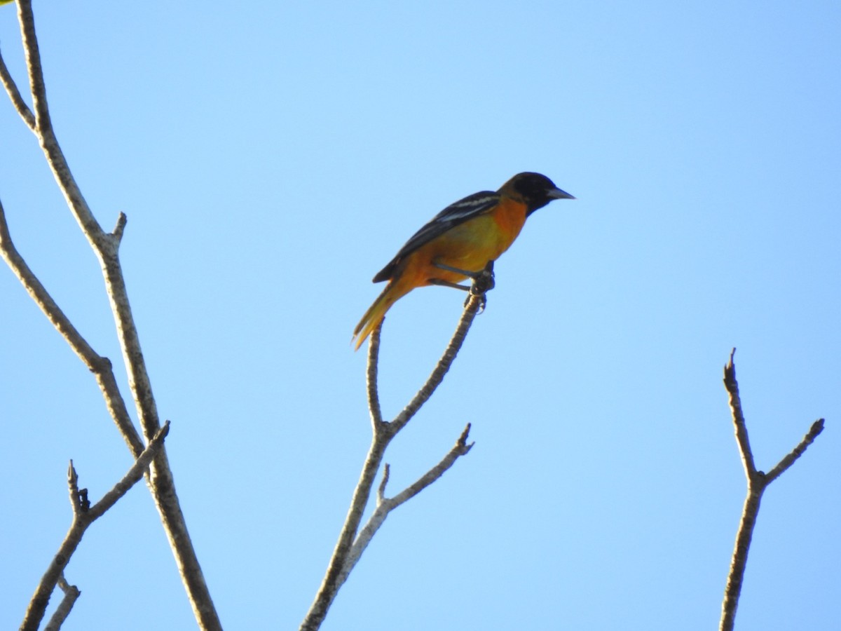 Oriole de Baltimore - ML615672185