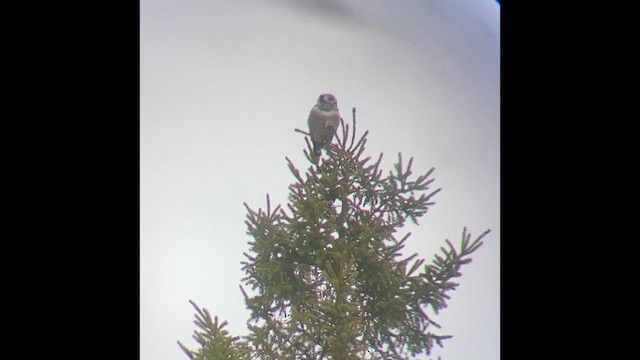 Northern Hawk Owl - ML615672186