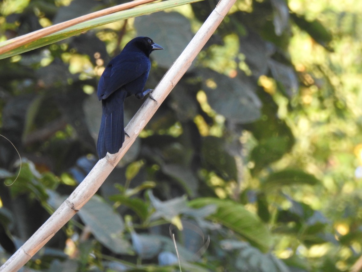 Melodious Blackbird - Marc LeBlanc