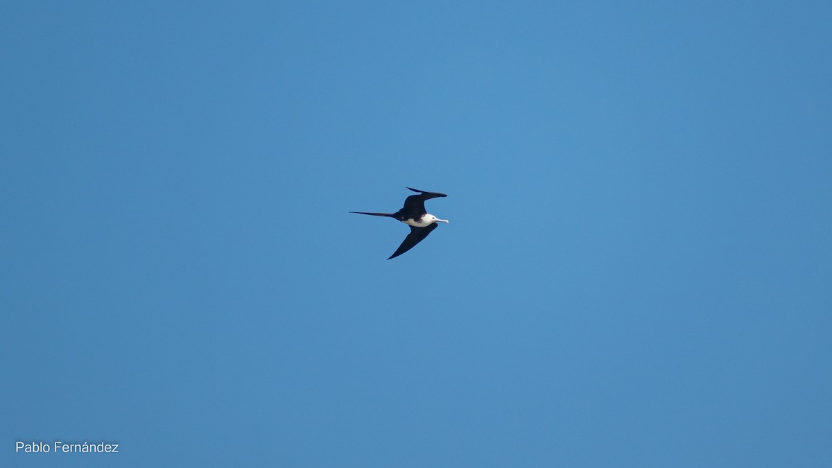 Magnificent Frigatebird - Pablo Fernández