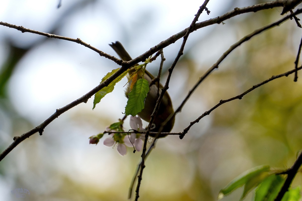 Indian White-eye - ML615672209