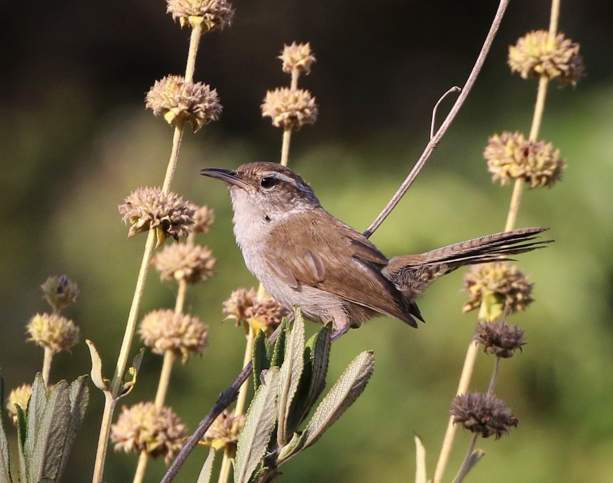 Bewick's Wren - ML61567221