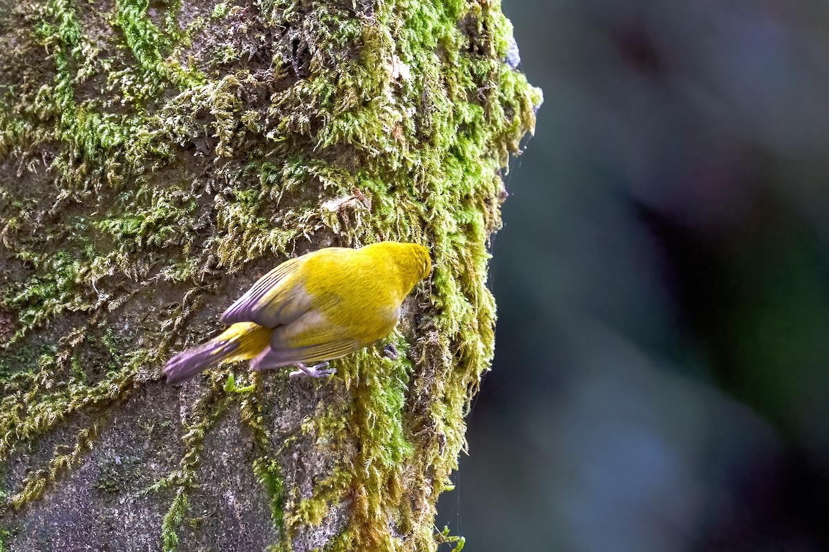 Indian White-eye - ML615672217