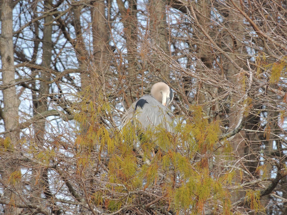 Great Blue Heron - ML615672236