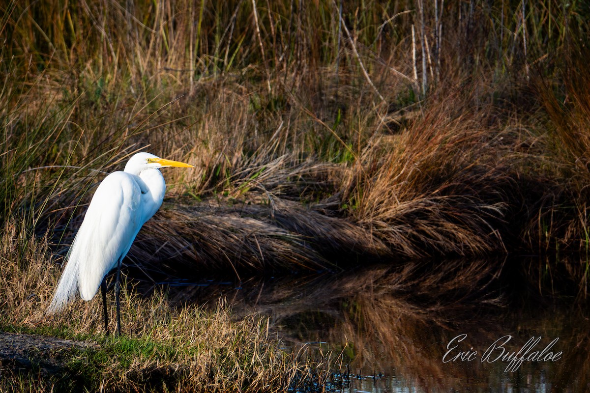 Большая белая цапля - ML615672263