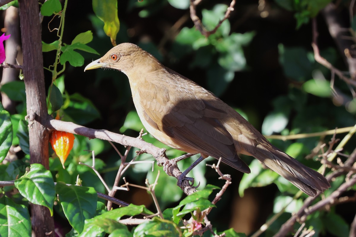 Clay-colored Thrush - Jim Edsall