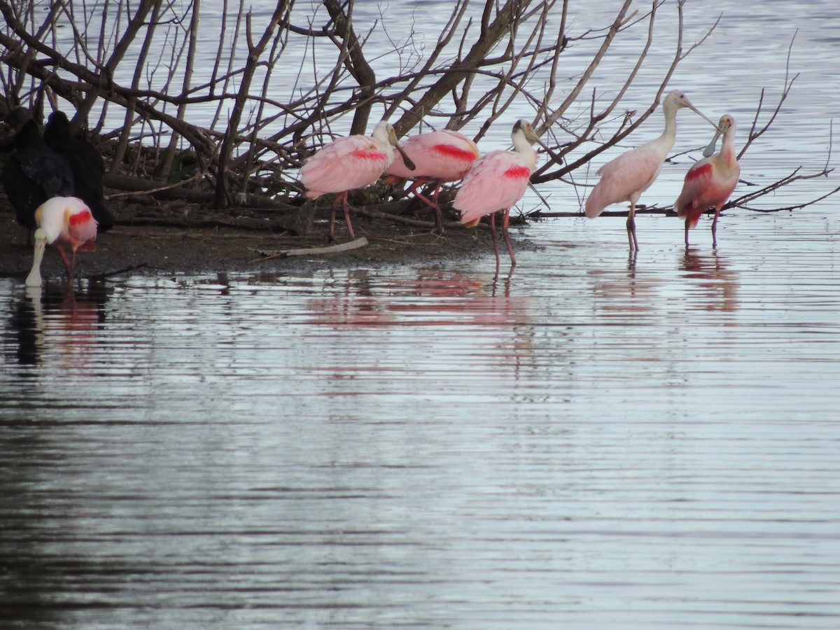 Roseate Spoonbill - ML615672271