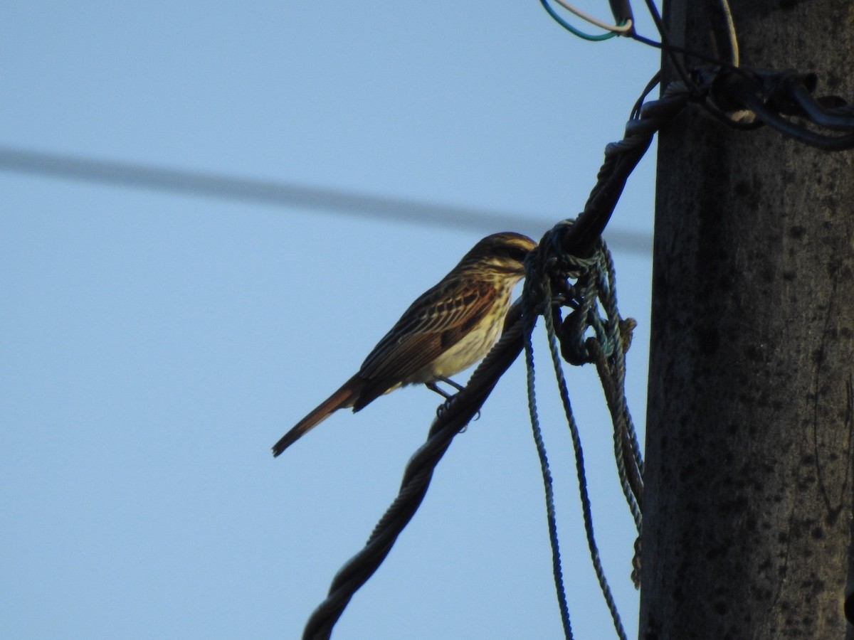 Streaked Flycatcher - ML615672312