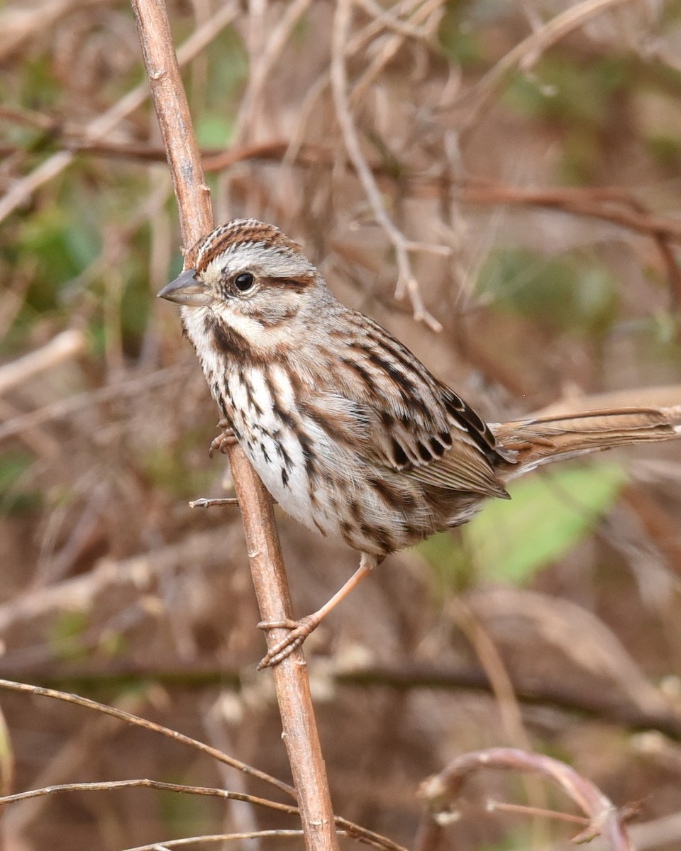 Song Sparrow - Lynn Kohler