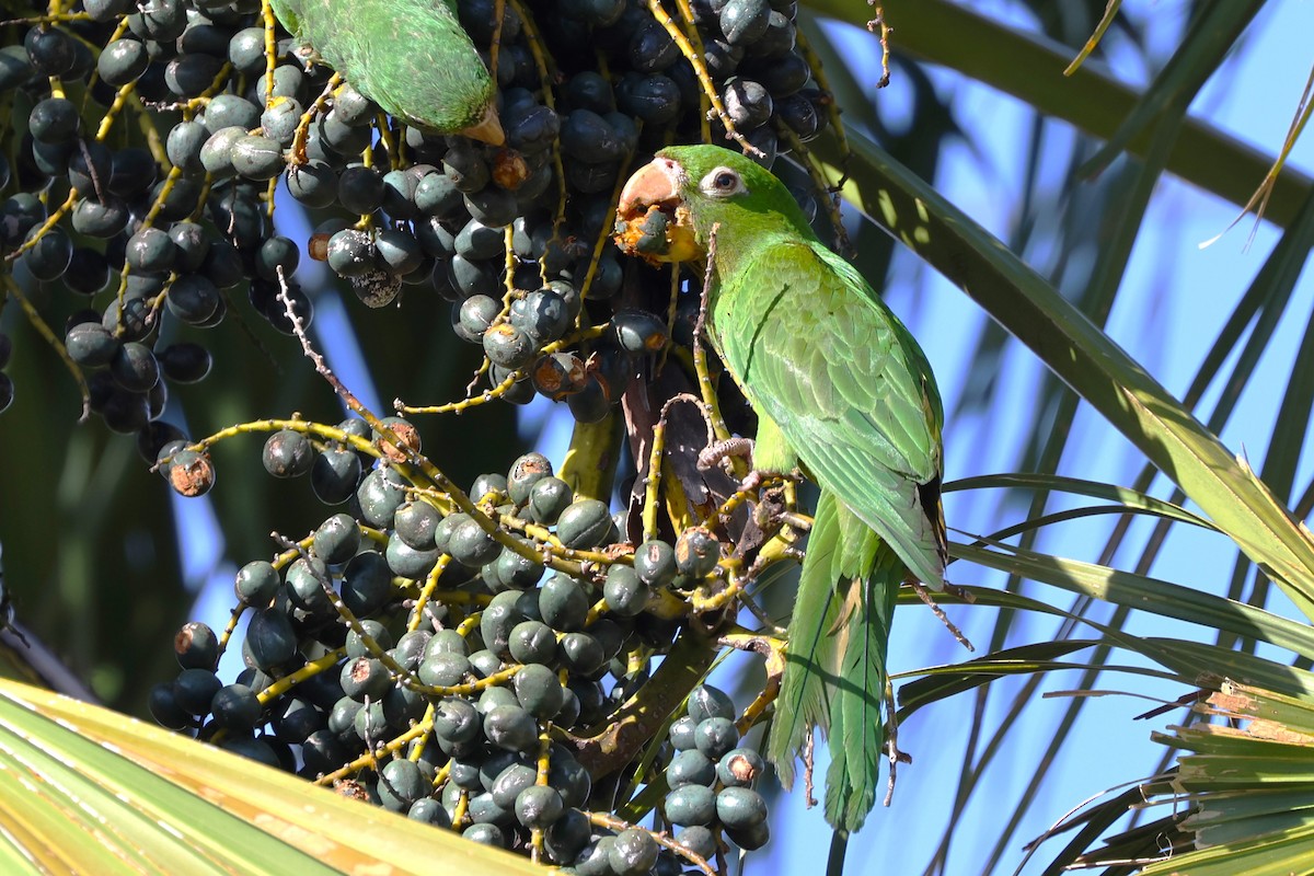 アカビタイメキシコインコ - ML615672333