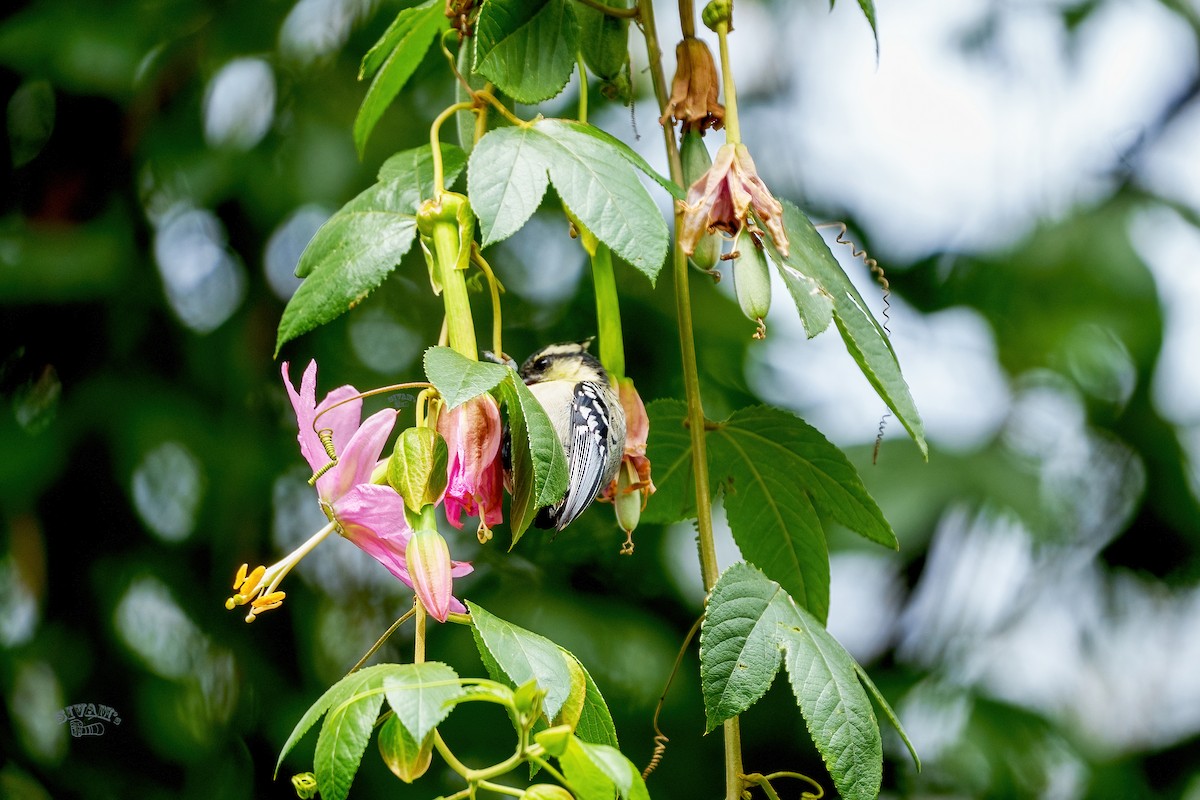 Indian Yellow Tit - ML615672350