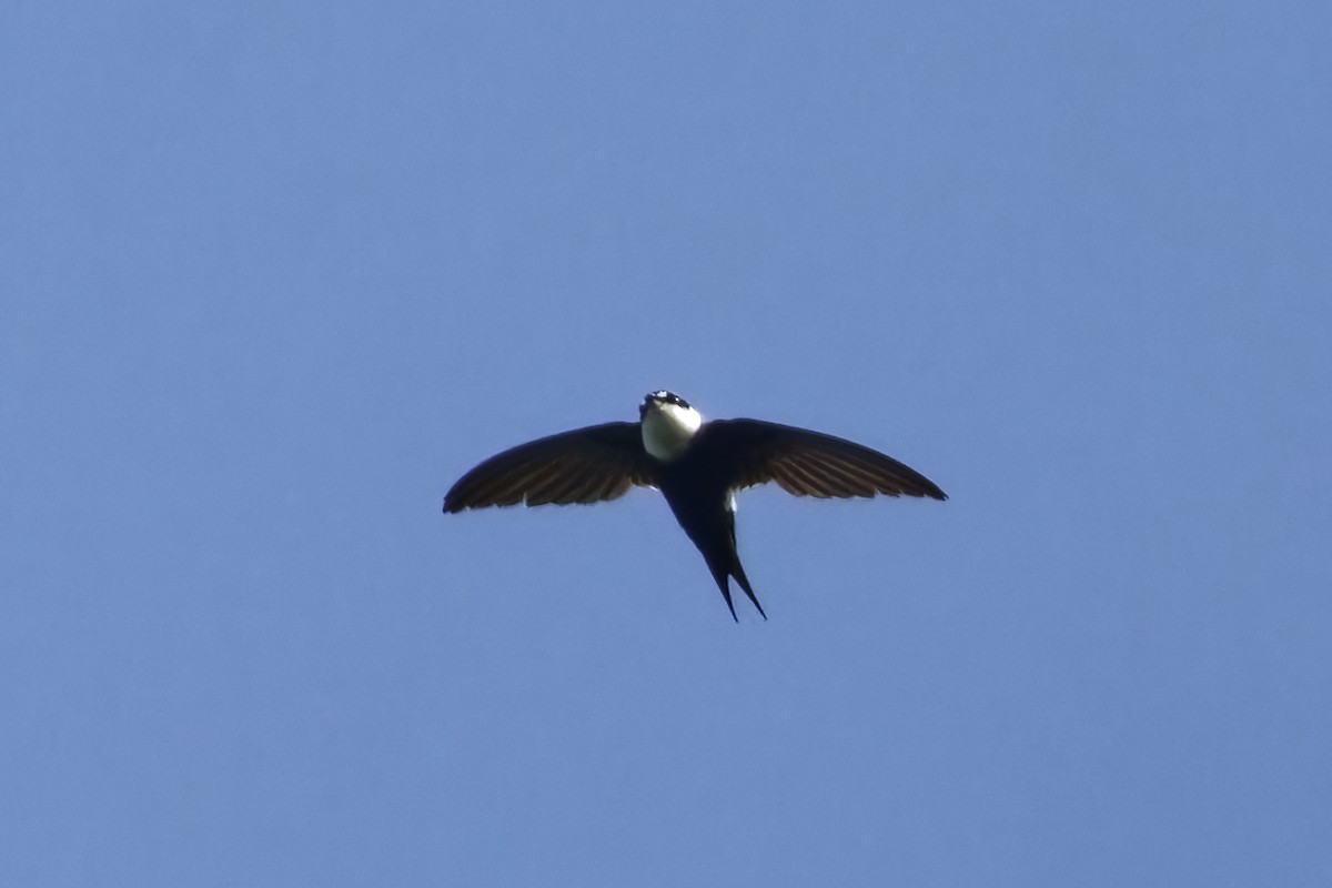 Lesser Swallow-tailed Swift - Holger Teichmann