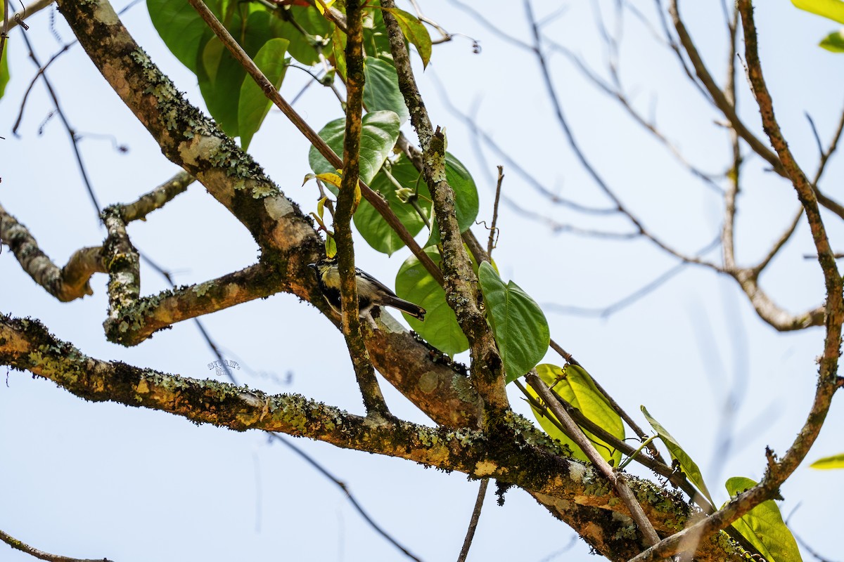 Indian Yellow Tit - ML615672359