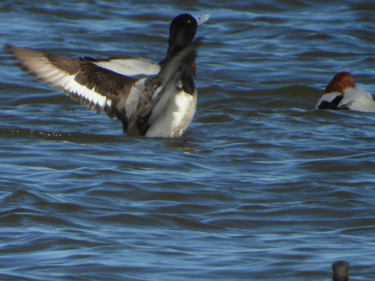 Greater Scaup - ML615672374
