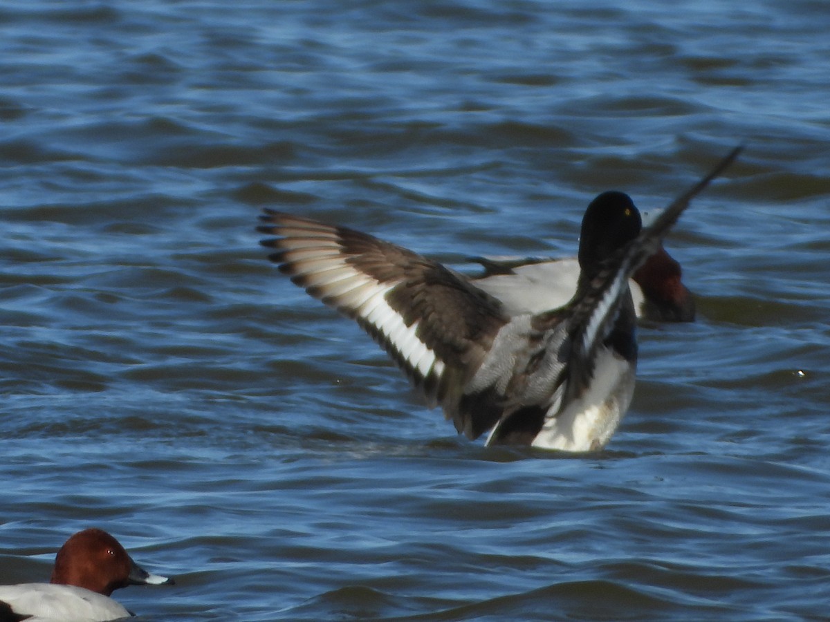 Greater Scaup - ML615672376