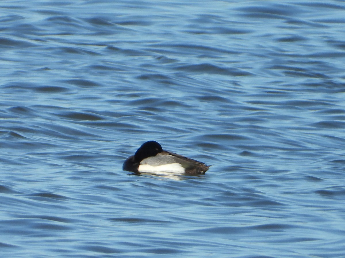 Greater Scaup - ML615672377