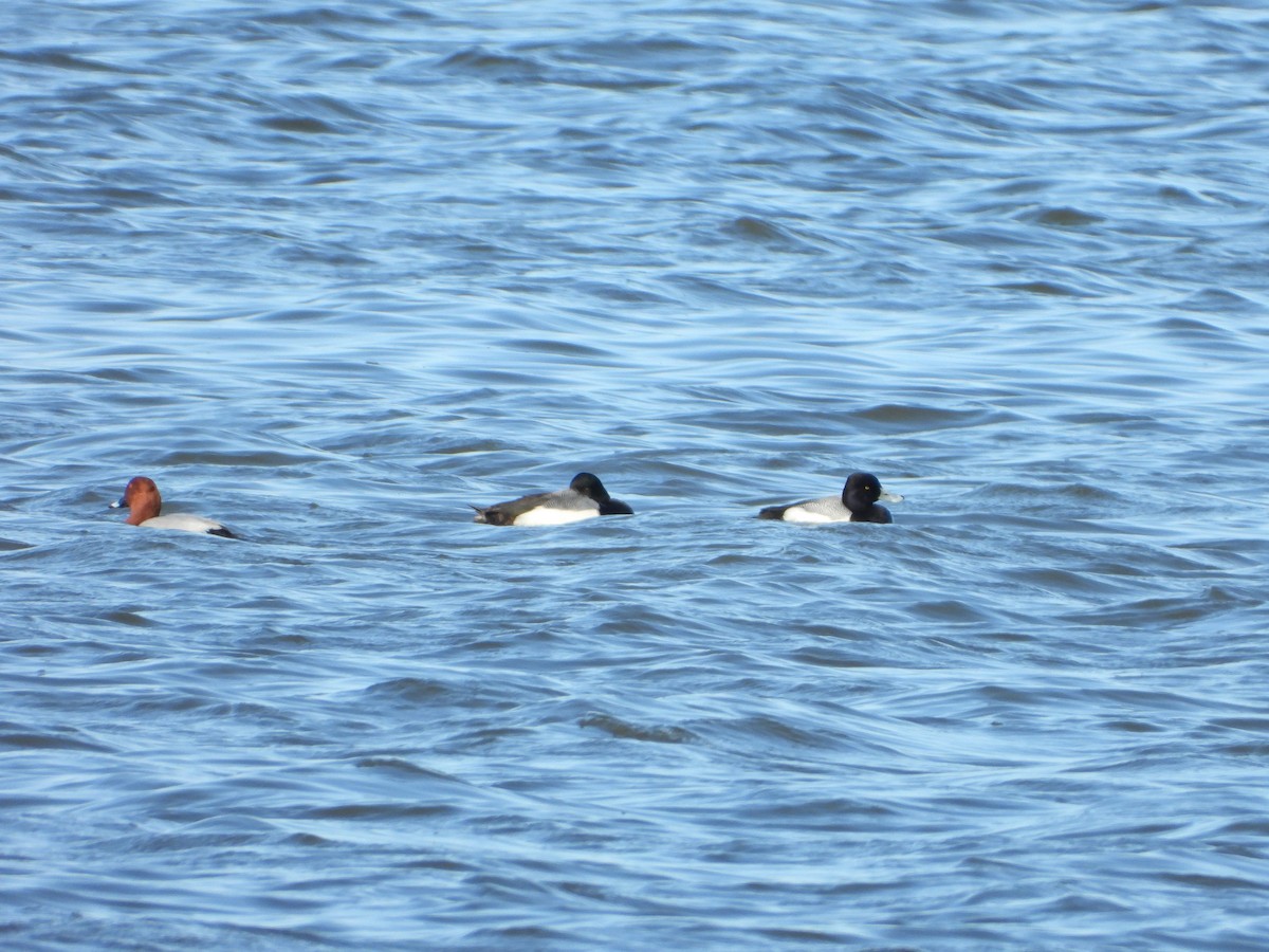 Greater Scaup - ML615672380