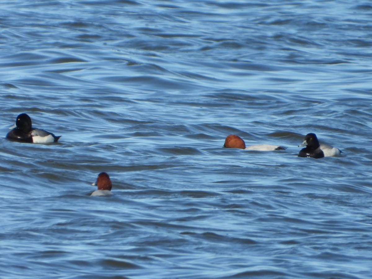 Greater Scaup - ML615672381