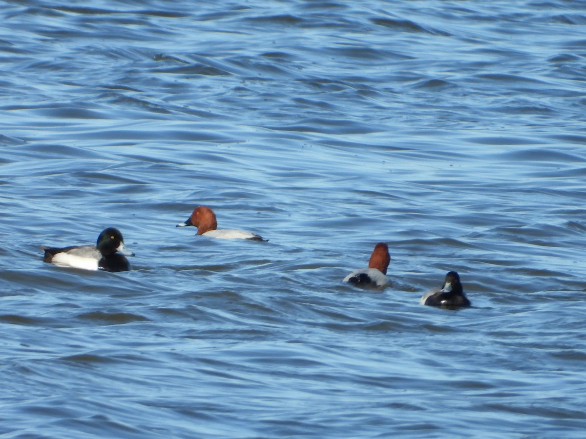 Greater Scaup - ML615672382