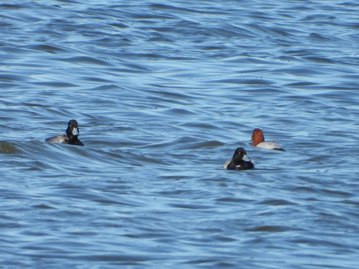 Greater Scaup - ML615672384
