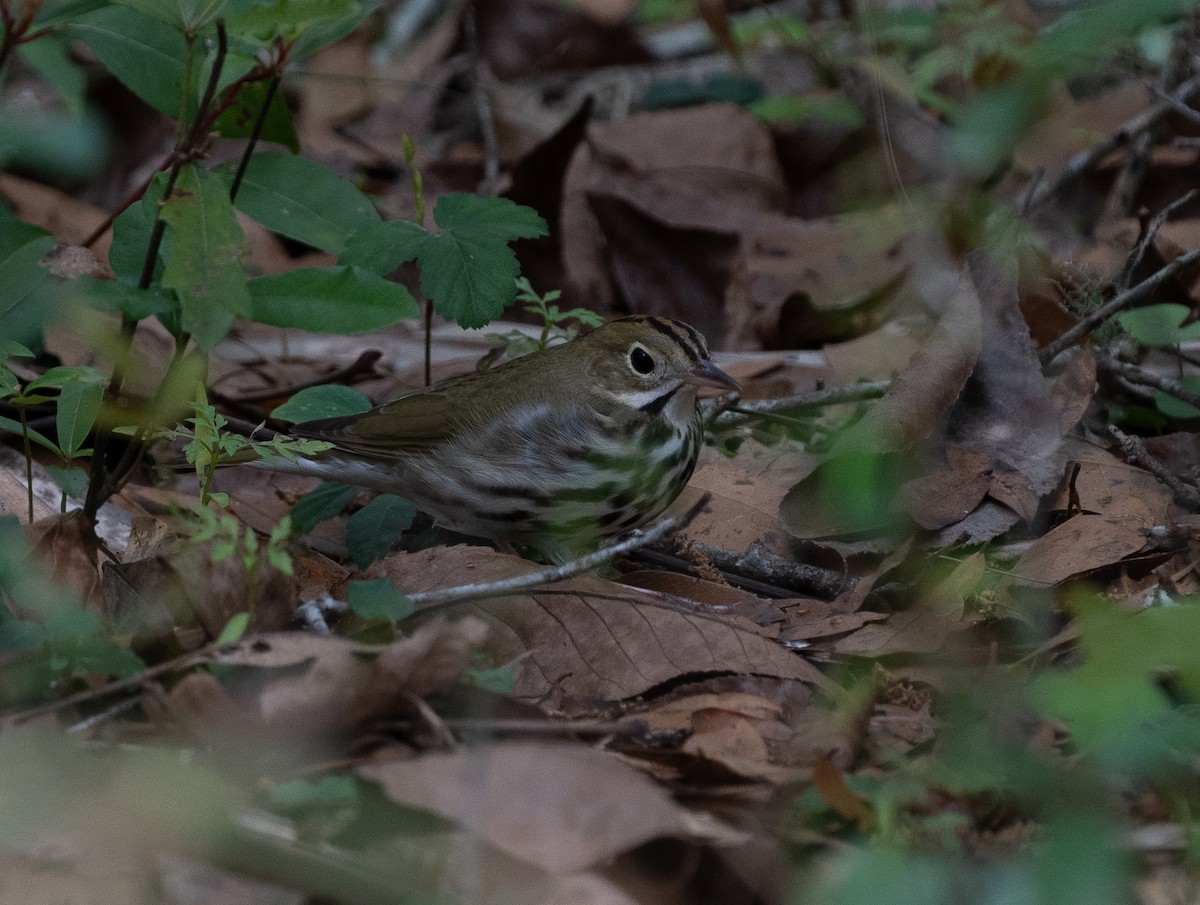 Ovenbird - Sam Mitcham