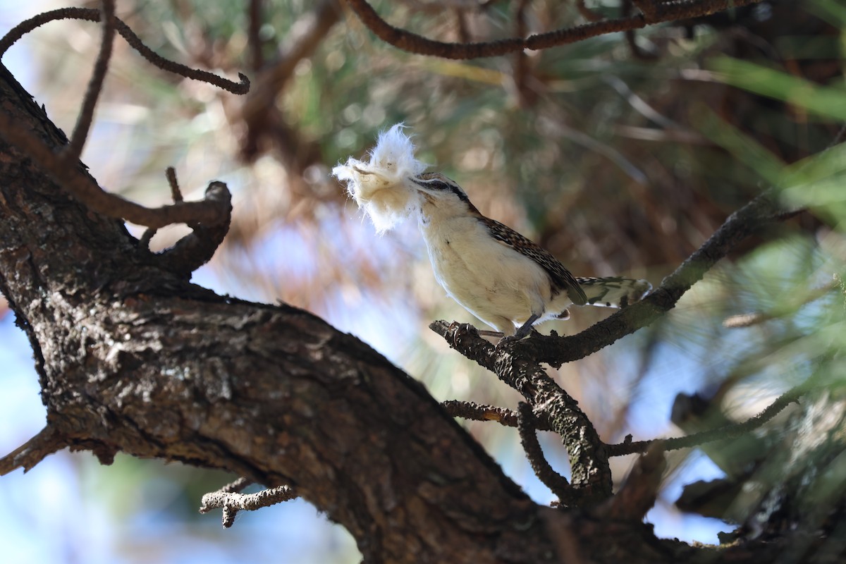 Rufous-naped Wren - ML615672423